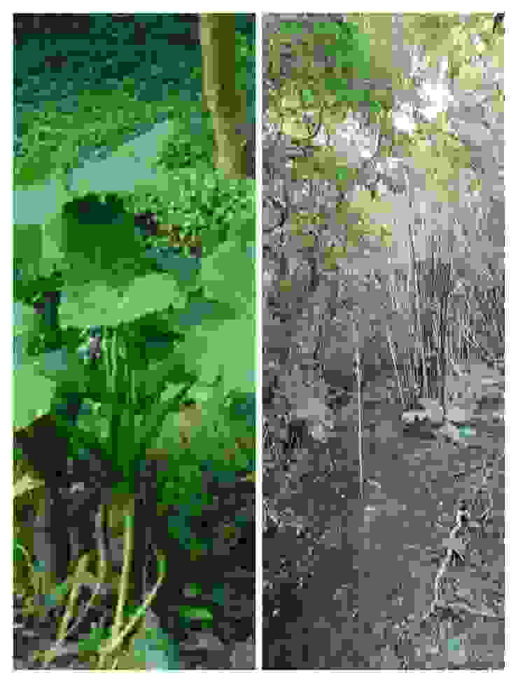（左圖：姑婆芋三五成群，登山客常會撞上巨大的葉子。右圖：生命力極強的竹子，能一叢叢的長在傾斜的石塊上）