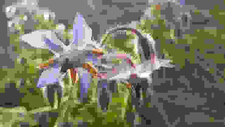 琉璃苣初開花時為玫紅色(右花)， 漸漸會轉為藍紫色(左花)