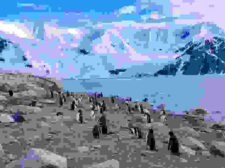 岸邊成群的巴布亞企鵝，南極。