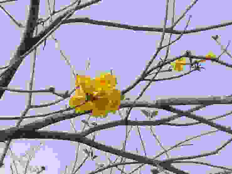 黃花風鈴木上只開了幾朵花