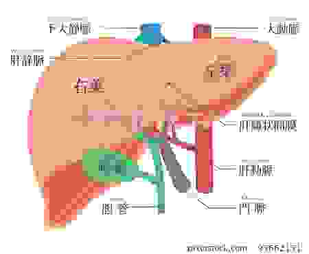 肝臟的剖面構造圖