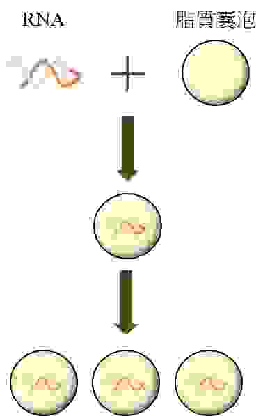 （圖一）RNA世界學說所認為的細胞起源
