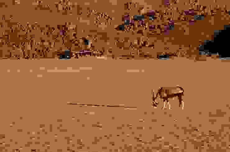 沙漠裡的劍羚