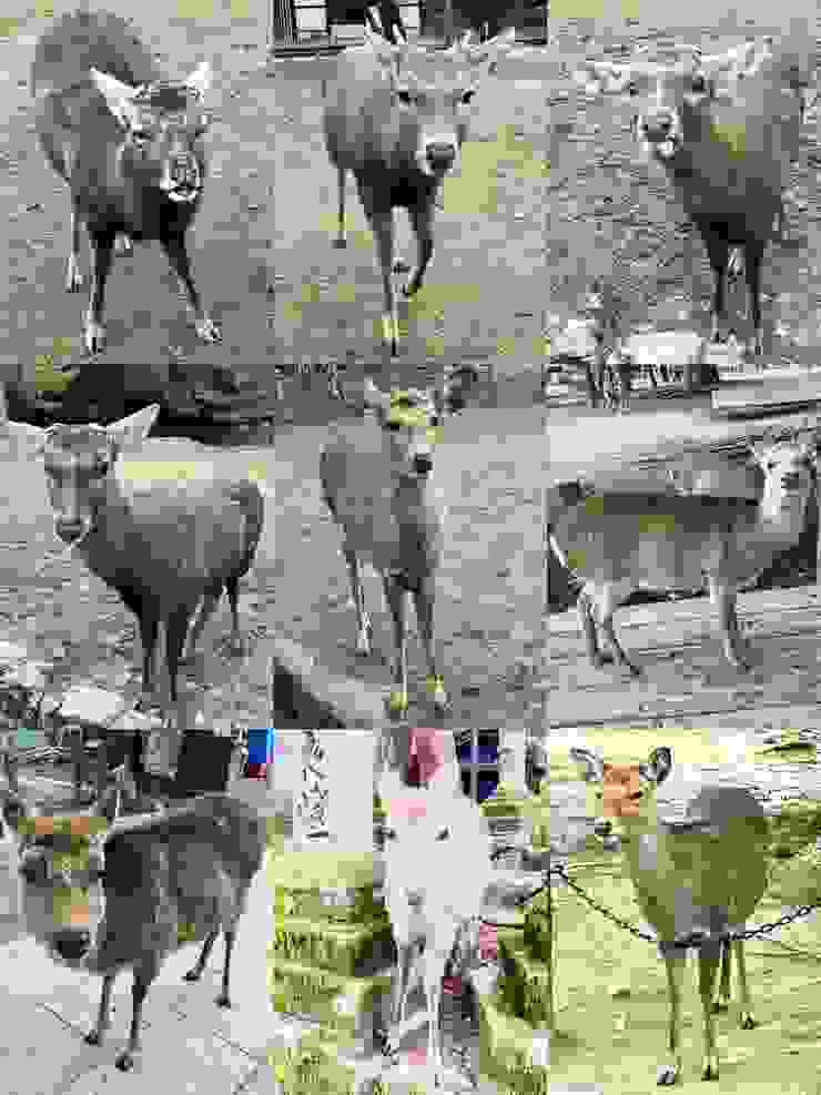 這九張鹿照捕捉了我們四目交接的瞬間 作者拍攝