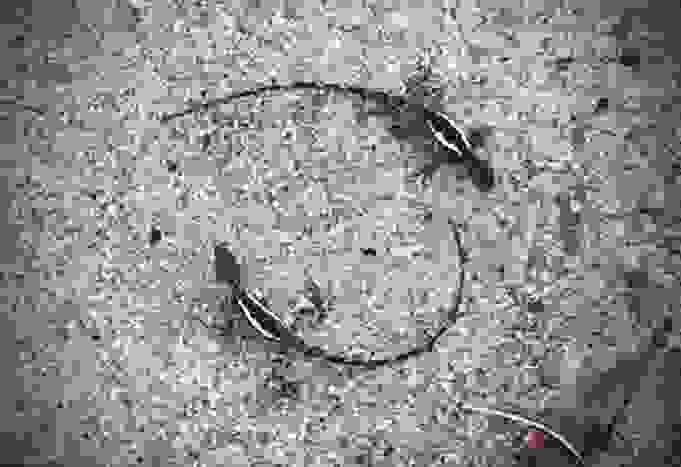 蜥蜴陰陽陣 / 筆者攝於公元 2017.04.15.下午 12:55 / 地點：基隆情人湖觀光園區