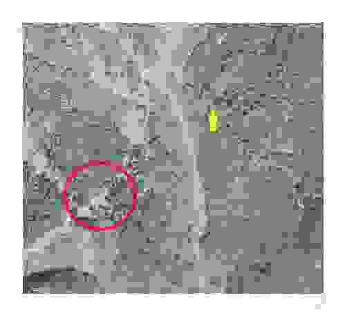 黃色箭頭是步道終點的大概位置，紅色圈起來的是疑似車站 圖為農林航空測量所於1976年3月9日拍攝航照的網路快照（卷號：65p002，片號：030）