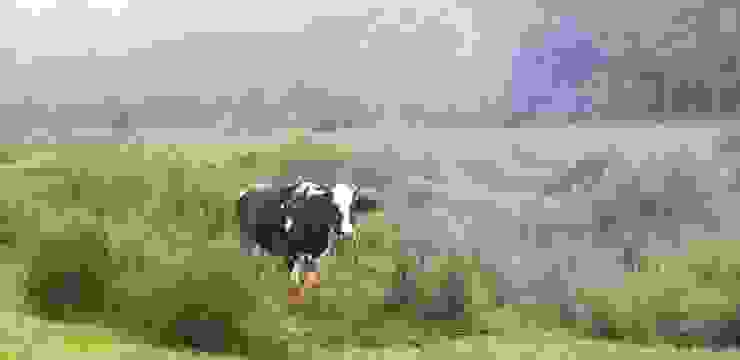 觀鳥地旁的奶牛