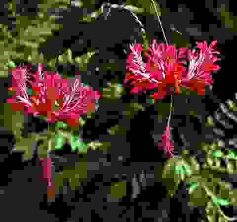 吊燈扶桑(Hibiscus schizopetalus)