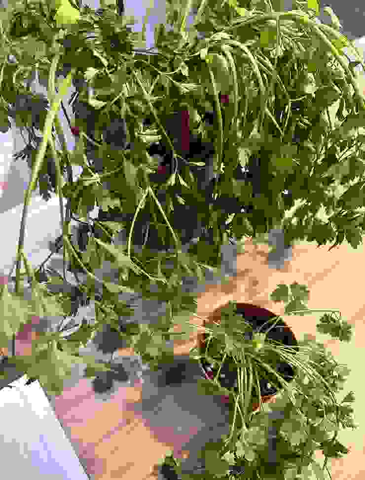 發文得附圖，最近買了數盆香草：百里香、迷迭香、紫蘇、龍蒿、荷蘭芹...等，家裡西曬，放在陽台一天荷蘭芹就快掛了，綠手指仍需努力。