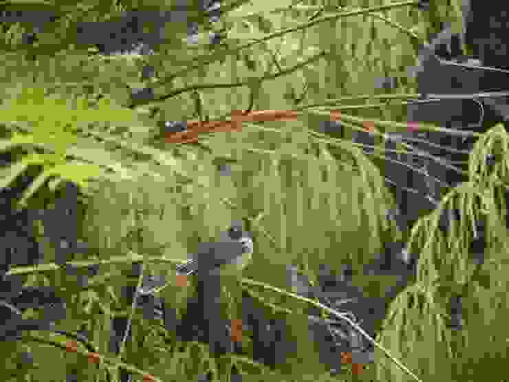 尾巴如羽扇的Fantail，是紐西蘭的特有種鳥類。