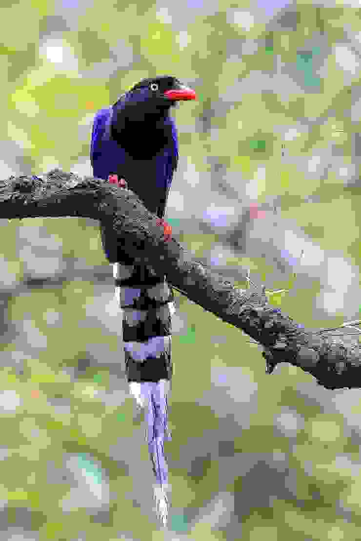 年初帶活動時在朝山步道口拍到的台灣藍鵲。近年越來越多的台灣特有種，卻在我攝影之路將近十年時，才第一次拍好牠，讓我意識到無論物種有多常見多普通，只要沒有好好欣賞過都是粗淺的錯過。