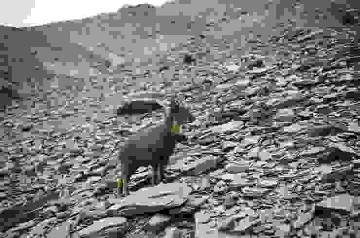 南湖碎石坡上的台灣野山羊