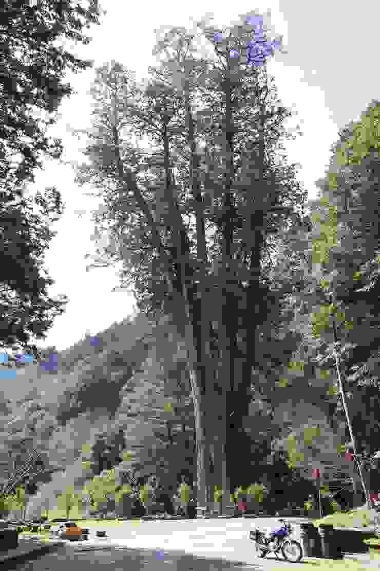大雪山森林遊樂區的招牌神木「雪山神木」，樹圍13.5公尺，校正後樹齡1095歲，是我最有感情的一棵神木。