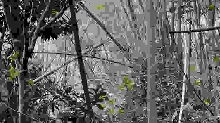 路旁樹林裡的台灣獼猴