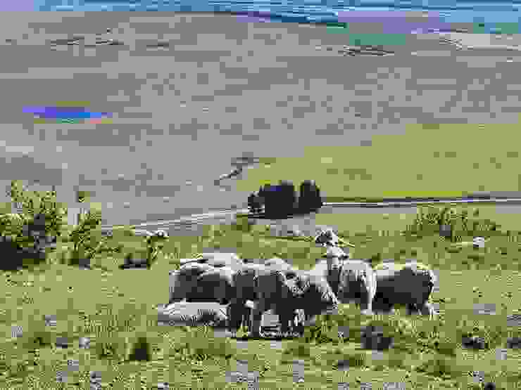 下山的路上還見到吃草的羊群
