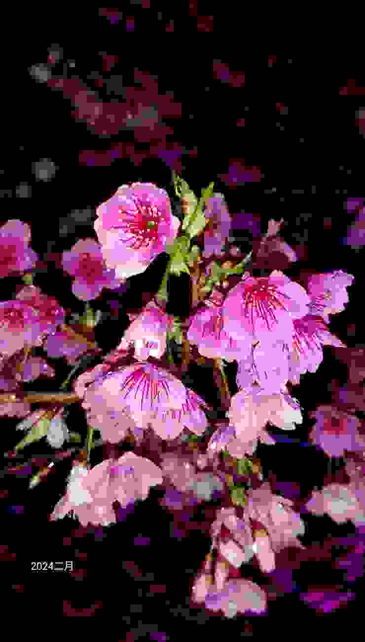三色櫻的花朵特寫