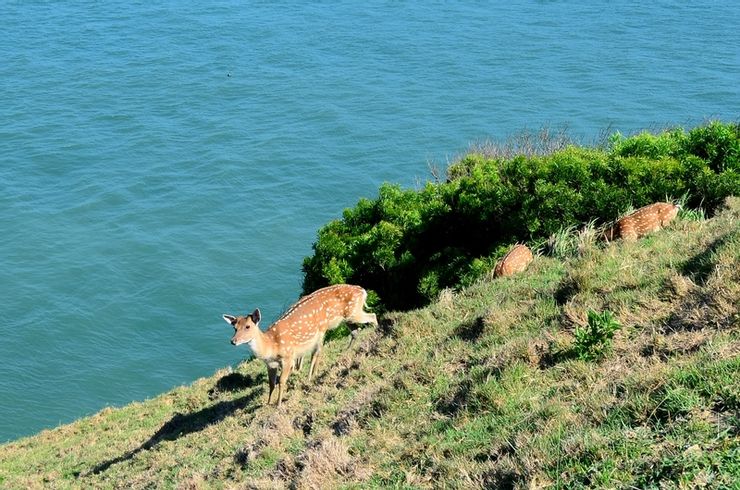 去馬祖的理由只有一個，就是為了這些小可以-海邊的梅花鹿