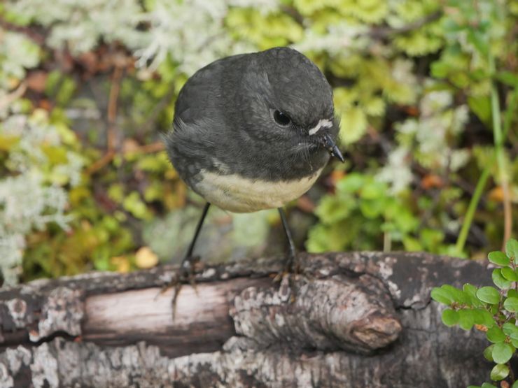 步道生態豐富，隨處可見紐西蘭特有種鳥類，這是Tomtit! 
