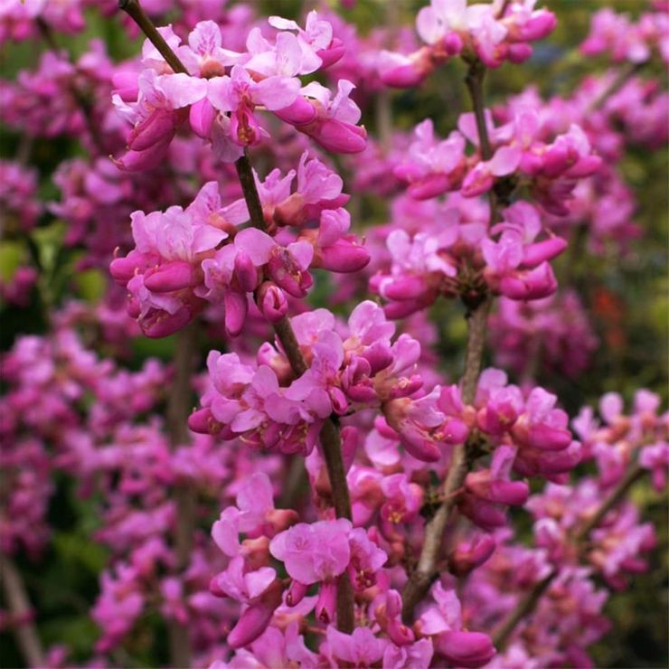 紫荊(Cercis chinensis)