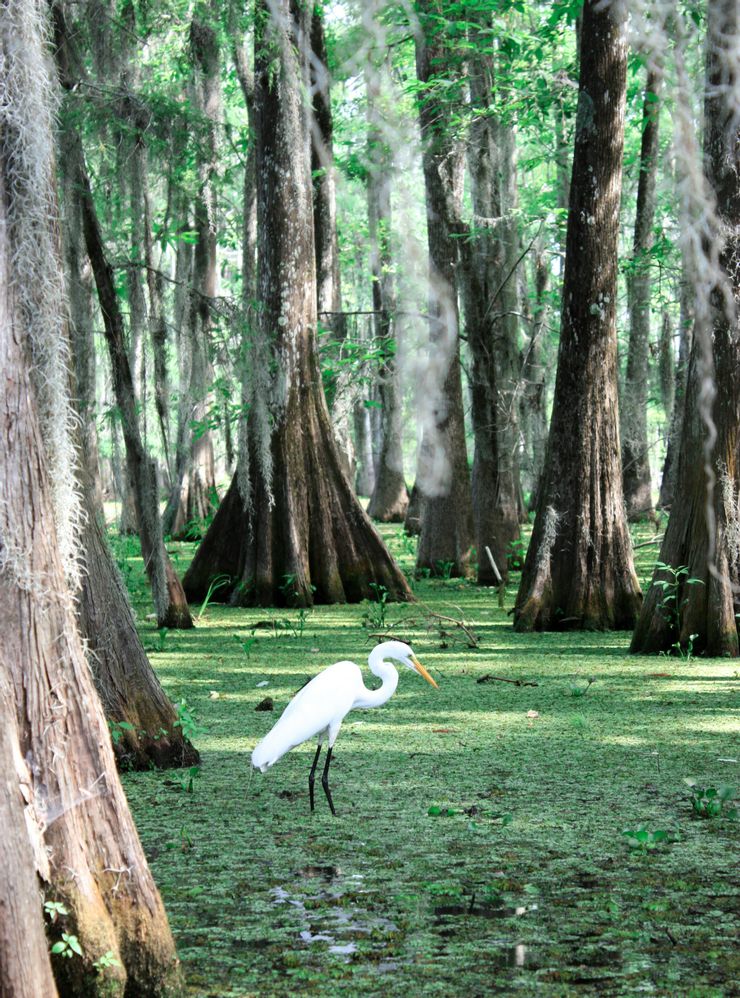 【swamps】樹沼，地表被淺水淹沒、主要生長木本植物的濕地