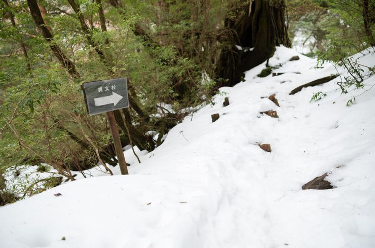 積雪的繩文杉步道，少數路段步道已完全沒於白雪之下