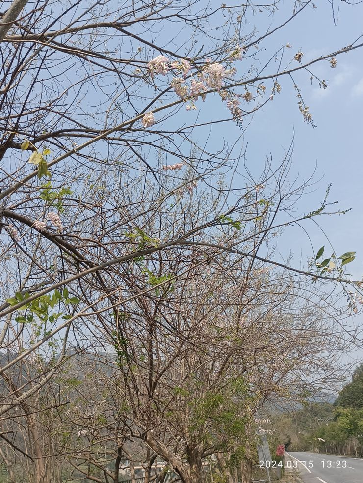 曾文水庫的泰國櫻花，自拍攝