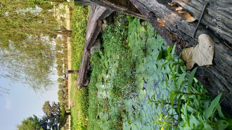 於萬新國中操場邊的濕地生態池拍攝，惜未能將白腹秧雞一併入鏡