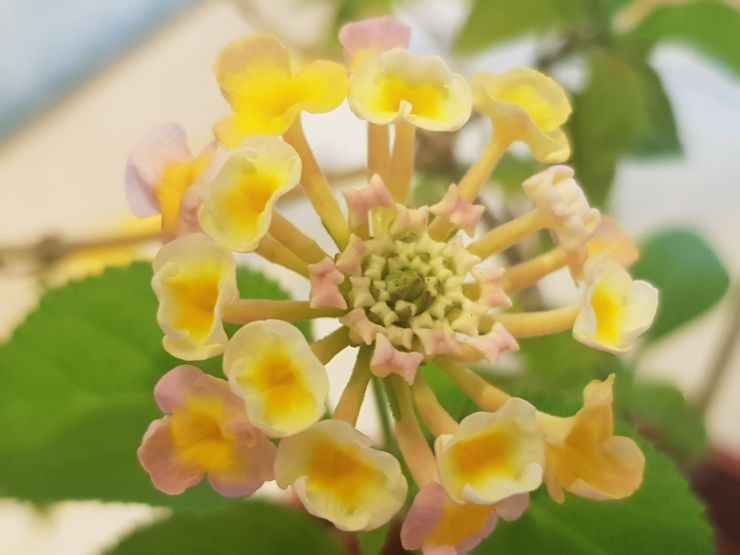 馬櫻丹從一年前養到開花，花朵八心八箭，像極了國慶煙火，分享給大家！