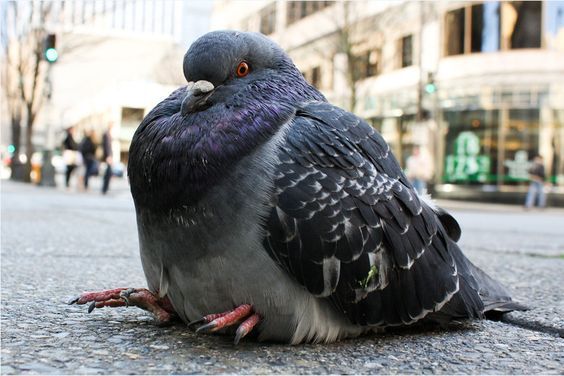 鴿子：我胖嗎？What Obese People Can Learn from Pigeons