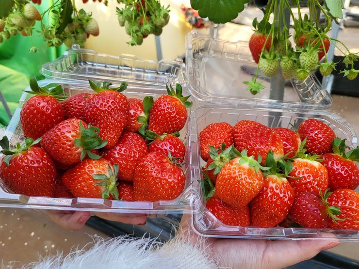 大草莓兩盒裝滿