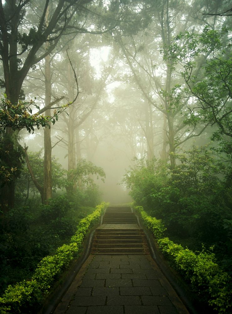 森林裡起了大霧，處於迷惘之中