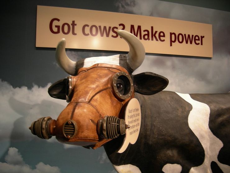 戴上口罩，就能讓牛打嗝產生的溫室氣體(甲烷)減半? (圖片：Flicker Jill Siegrist)
