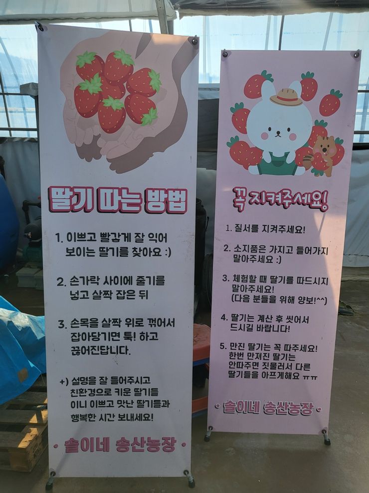 韓國採草莓方法