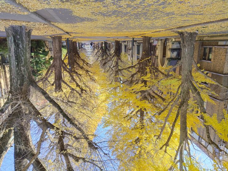 銀杏的美景，是不是看了就想衝一波？(圖為東京大學校園，拍攝於2022/12/16)