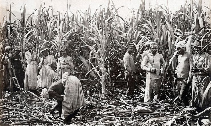 甘蔗的收穫。圖片取自維基百科。
