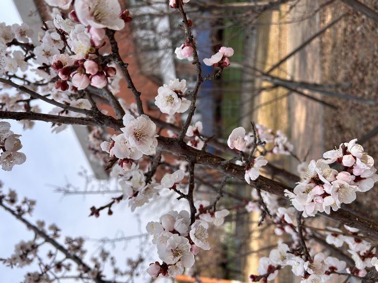 最近韓國剛開始花季，韓國櫻花品種偏白
