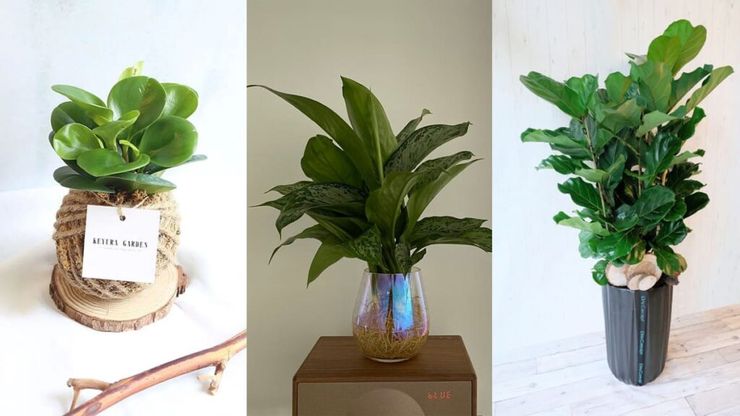 新手也養得活！9 種適合室內／室外陽台的盆栽植物種類推薦| Pinkoi 設計誌