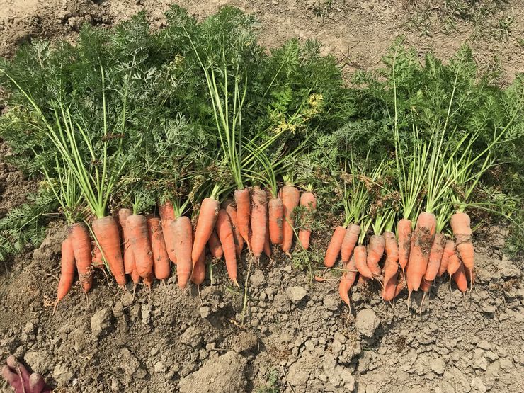 農場前兩年收成的紅蘿蔔