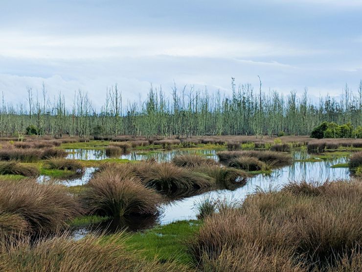 【bog】酸沼，從酸沼流出的水會呈現一種特有的褐色