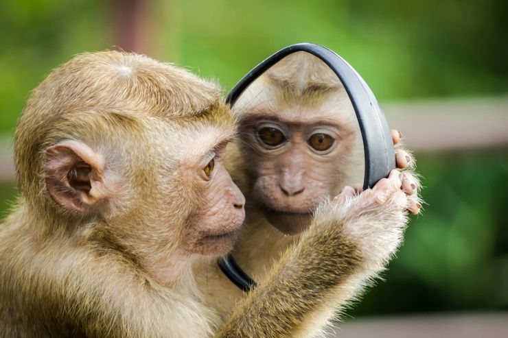 鏡子前的猴是誰？是我嗎？