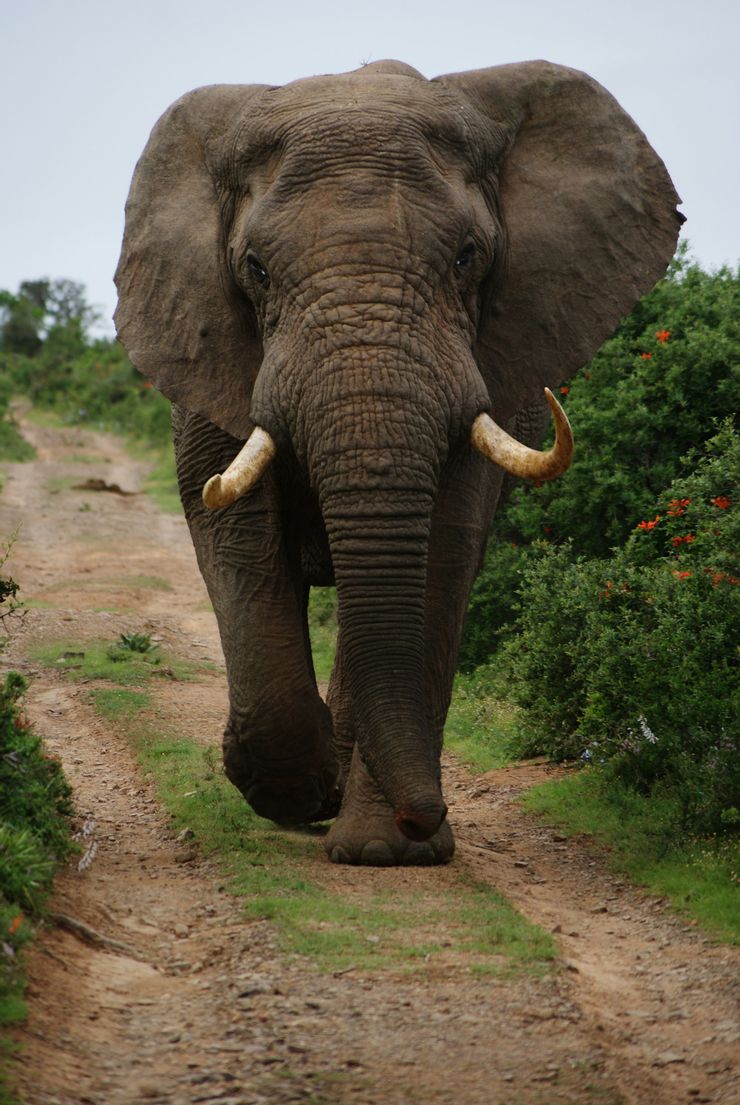 大象沿著習慣的固定途徑往下走