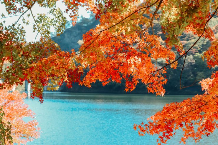 日本的季節相當豐富，相當推薦來日本觀光的話，選擇春天或秋天，色彩最繽紛