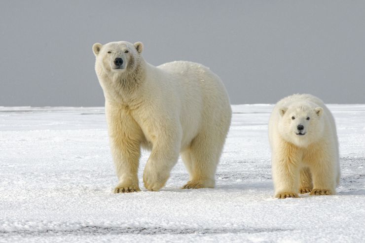 大家好！我是北極熊。是體型最大的熊，也是最大的肉食動物，住在北冰洋的海冰上。