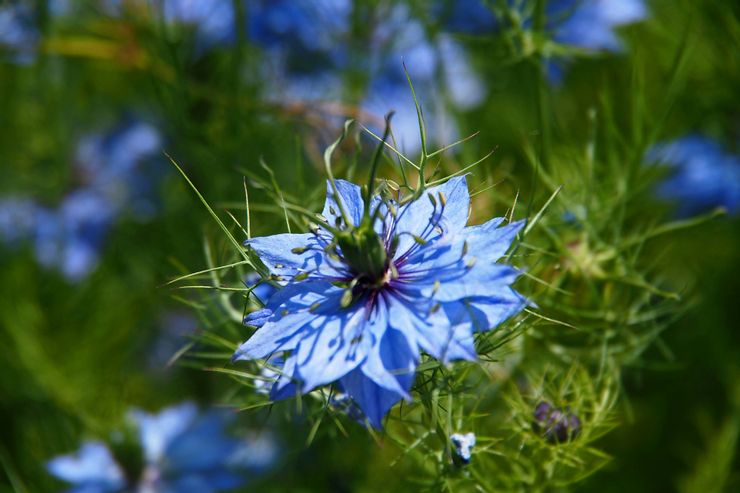 黑種草(Nigella damascena)花朵