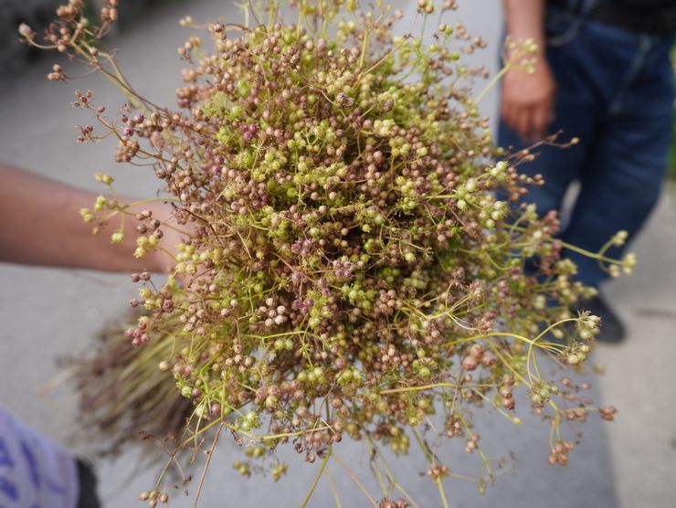 與那國島結種子的香菜