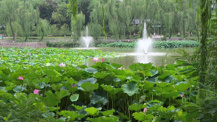 西安興慶公園荷花池 @作者拍攝202307