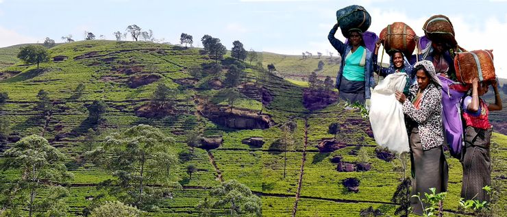 茶路上鋪滿綠絨的山陵與路旁的採茶工