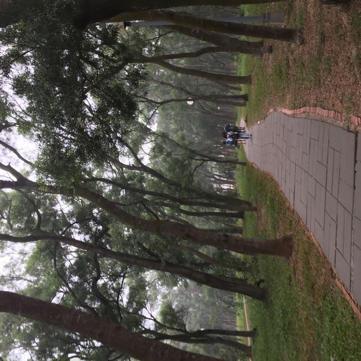 清晨的母校東海相思林,我依然想念著那裡。|photo by Suhong