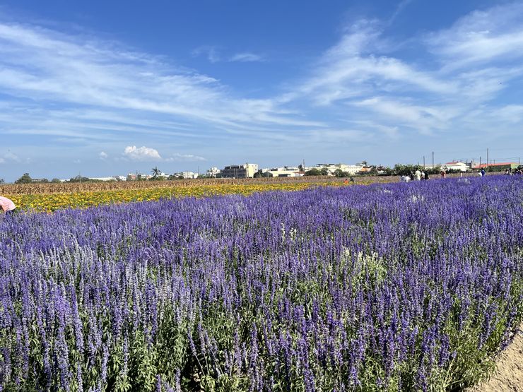學甲蜀葵花文化節