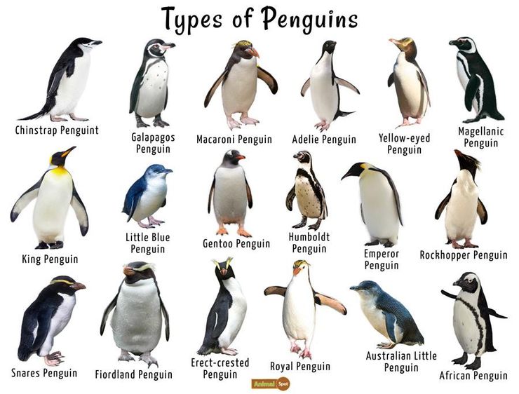 目前世界上的18種企鵝 你認識幾種？